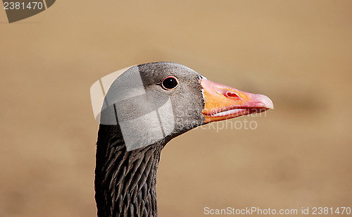 Image of Closeup of a greylag goose head 