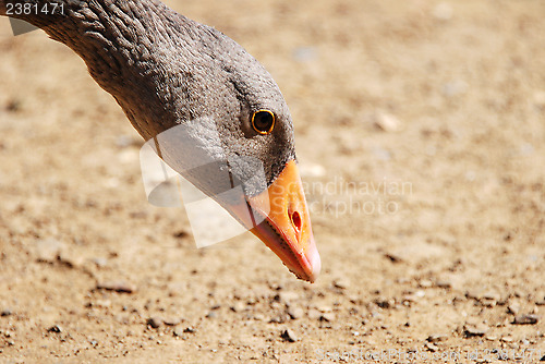 Image of Greylag goose bending to the ground to feed