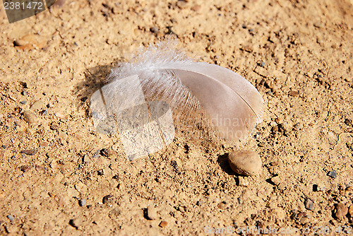 Image of Delicate feather on stony, hard ground