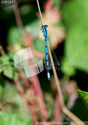 Image of Common blue damselfly