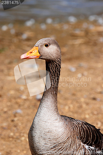 Image of Greylag goose standing by the water