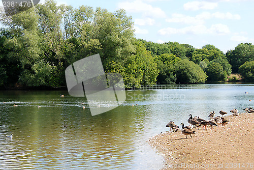 Image of Greylag and Canada geese by a lake in the summer