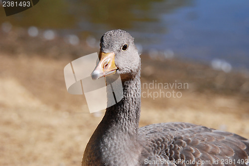 Image of Juvenile greylag goose by the water