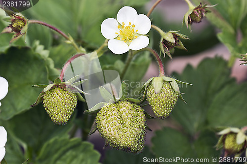 Image of Ripening strawberries