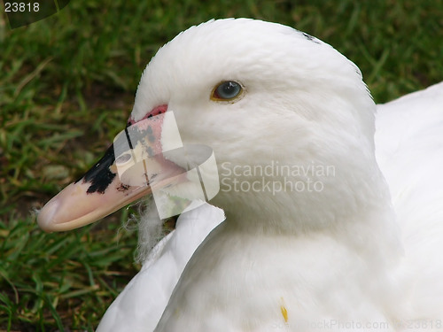 Image of Cute White Duck