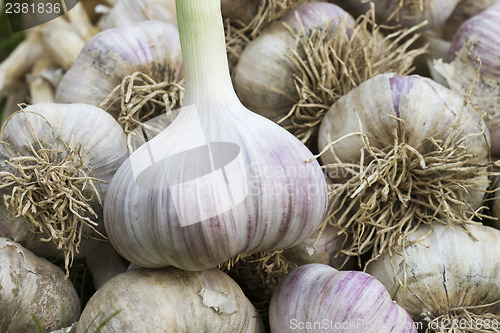 Image of A pile of ripe garlic closeup