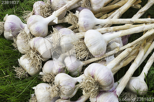 Image of A pile of ripe garlic