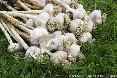 Image of A pile of ripe garlic