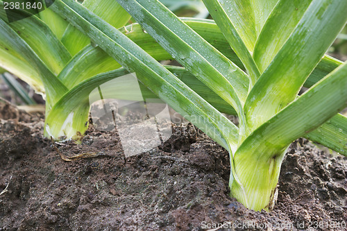 Image of Leek grows of vegetable garden