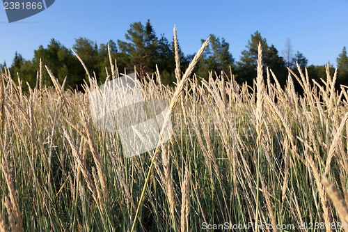 Image of Tall Fescue (Festuca arundinacea)