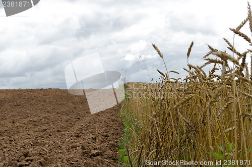 Image of ripe wheats harvest plowed agricultural field soil 