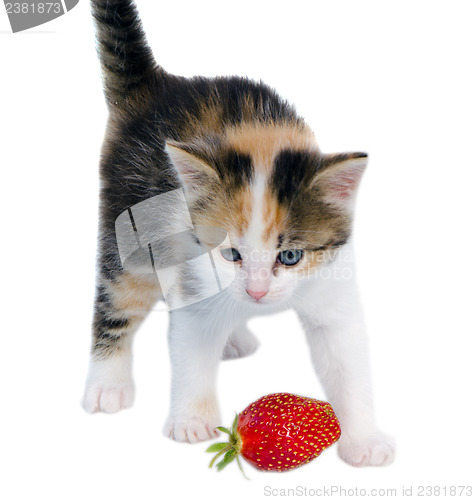 Image of gay kitten cat stand red strawberry isolated white 