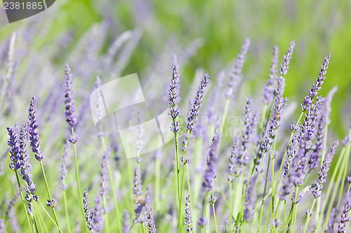 Image of blooming lavender