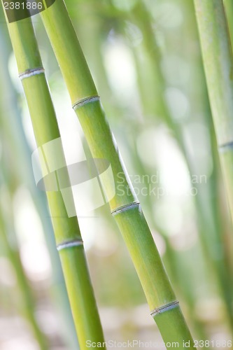 Image of bamboo shoots