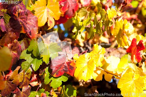 Image of autumn leaves