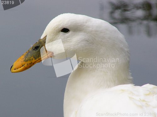 Image of Snow White Duck