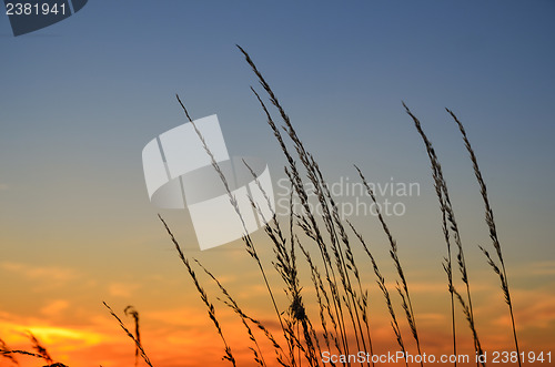 Image of Evening straws