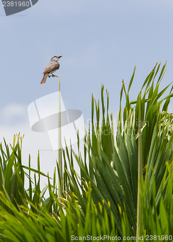 Image of Grey Kingbird (Tyrannus dominicensis)