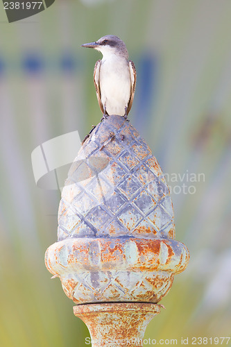 Image of Grey Kingbird (Tyrannus dominicensis)