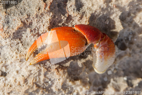 Image of Claw of crab, broken