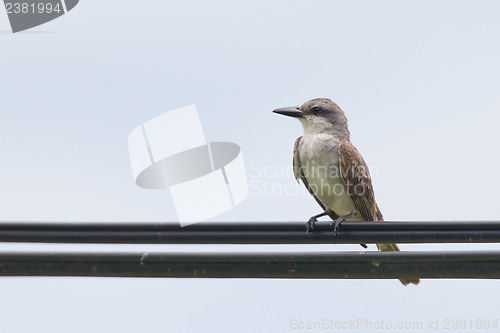 Image of Grey Kingbird (Tyrannus dominicensis)