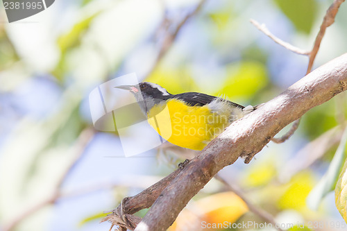 Image of Bananaquit (Coereba flaveola bonariensis)