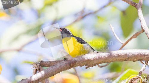 Image of Bananaquit (Coereba flaveola bonariensis)