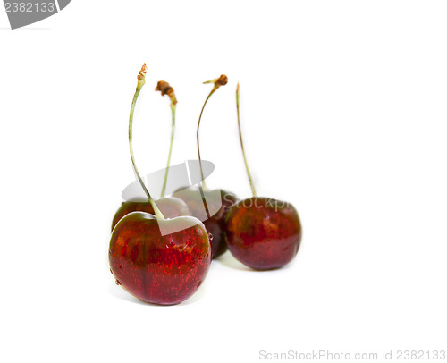 Image of Cherry
