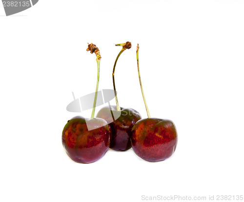 Image of Cherry