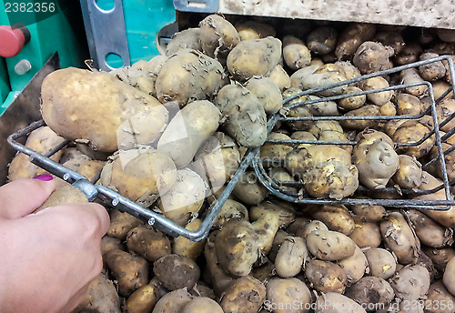 Image of Person picking potatoes