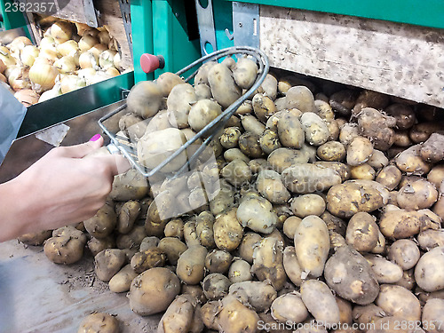 Image of Person picking potatoes