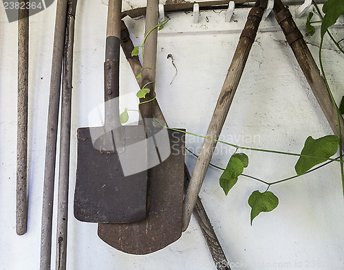 Image of Vintage spades and plant