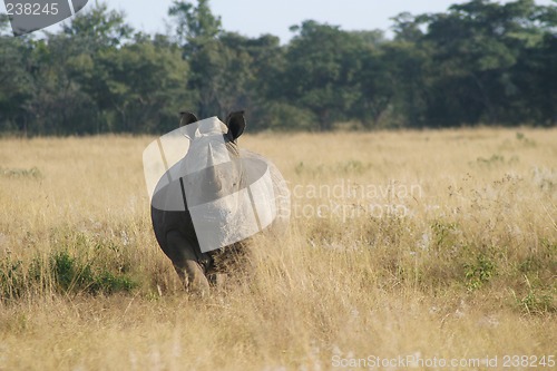 Image of Rhino staring