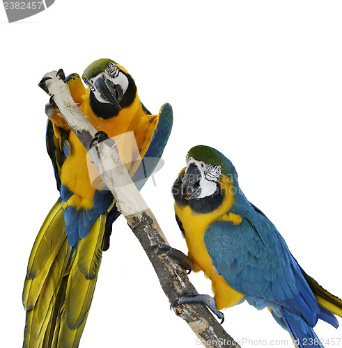 Image of Blue Macaw Parrots 