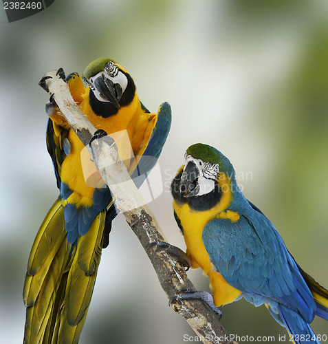 Image of Blue Macaw Parrots