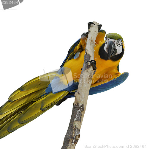 Image of Blue And Gold Macaw