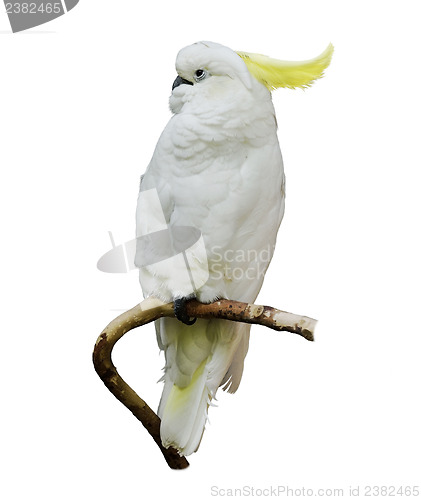 Image of Yellow-Crested Cockatoo