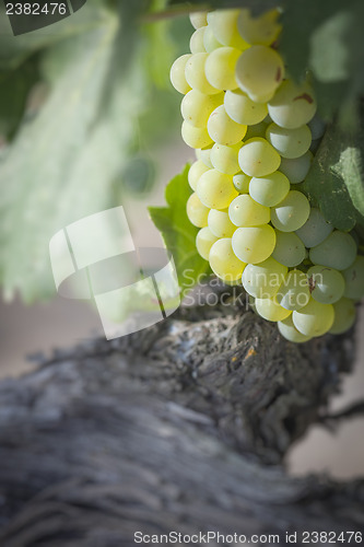 Image of Lush White Grape Bushels Vineyard in The Morning Sun