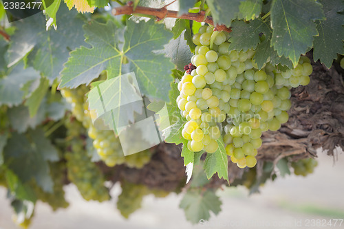 Image of Lush White Grape Bushels Vineyard in The Morning Sun