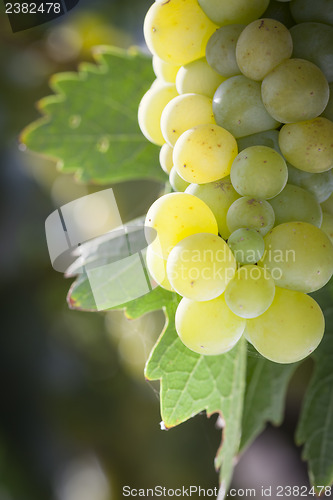 Image of Lush White Grape Bushels Vineyard in The Morning Sun