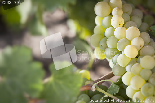 Image of Lush White Grape Bushels Vineyard in The Morning Sun