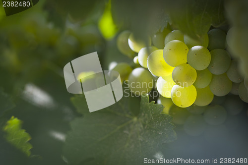 Image of Lush White Grape Bushels Vineyard in The Morning Sun