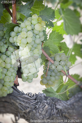Image of Lush White Grape Bushels Vineyard in The Morning Sun