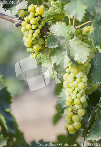 Image of Lush White Grape Bushels Vineyard in The Morning Sun