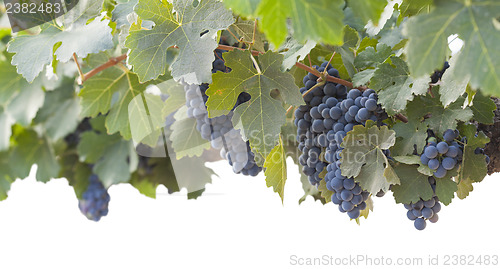 Image of Beautiful Lush Grape Bushels and Vines on White