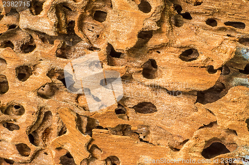 Image of wood surface with termite holes