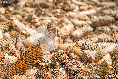 Image of spruce cones of a barefoot track