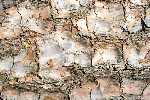 Image of bark