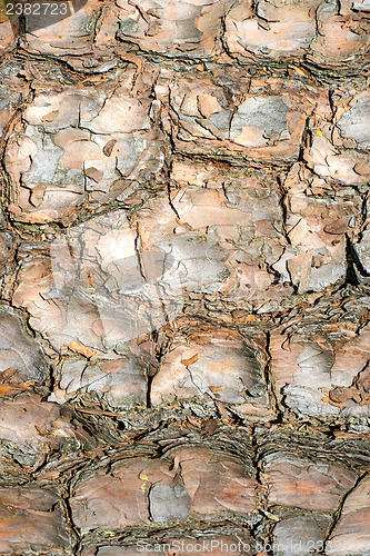 Image of bark