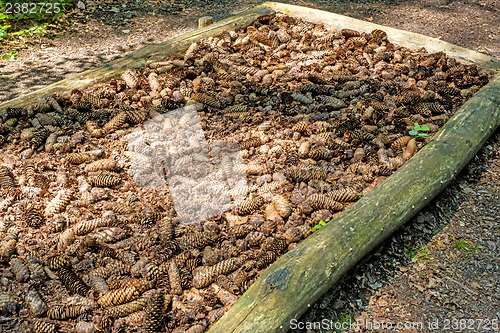 Image of spruce cones of a barefoot track